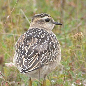 Eurasian Dotterel  "Charadrius morinellus"